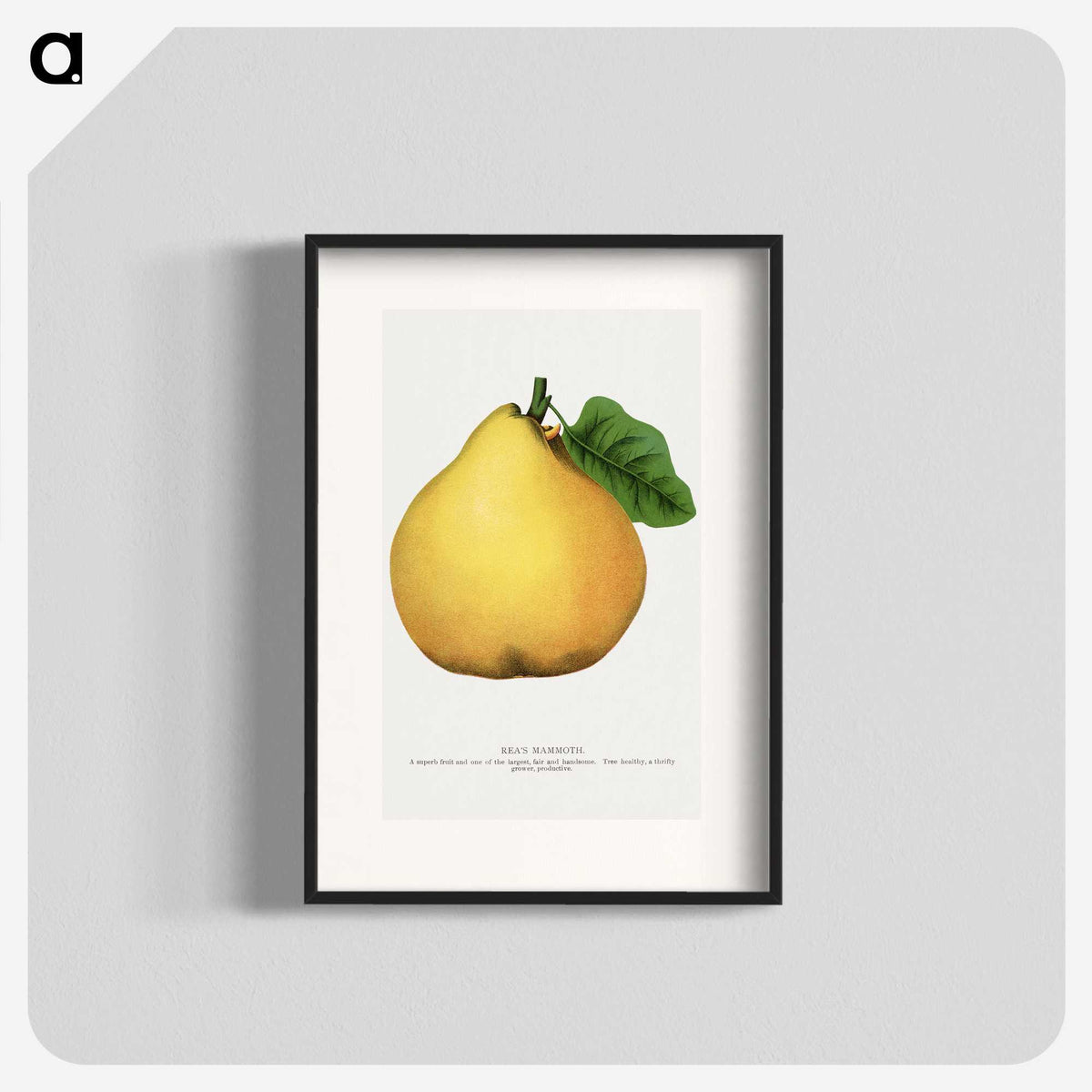 2-9_Botanical-Specimen-Plates_blk