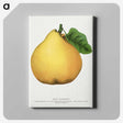 2-9_Botanical-Specimen-Plates_canvas