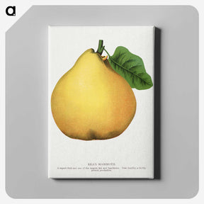 2-9_Botanical-Specimen-Plates_canvas
