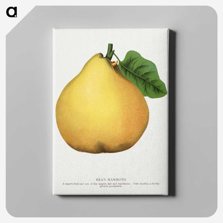 2-9_Botanical-Specimen-Plates_canvas