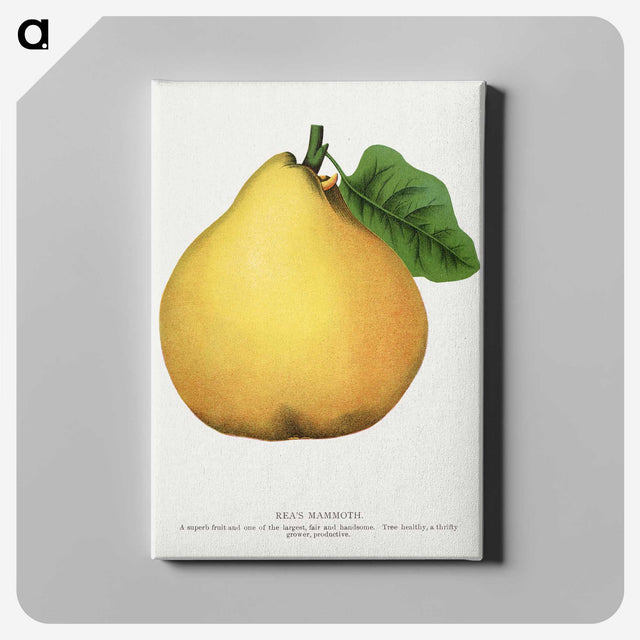 2-9_Botanical-Specimen-Plates_canvas