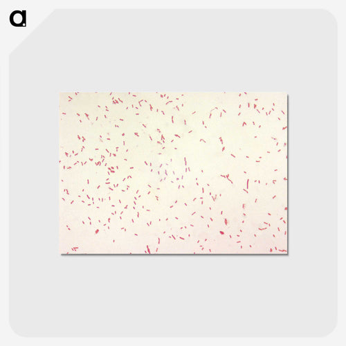 ペスト菌 - COVID-19（新型コロナウイルス感染症 Postcard.