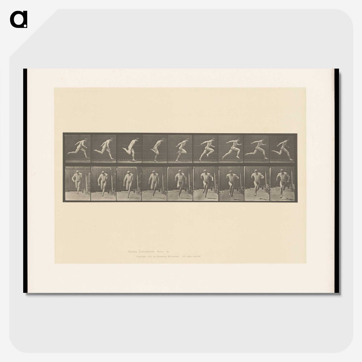 2-9_Eadweard-Muybridge_picture-crop