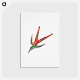 アートポストカード-Colorful vintage hummingbird illustration - エルンスト ヘッケル Postcard.