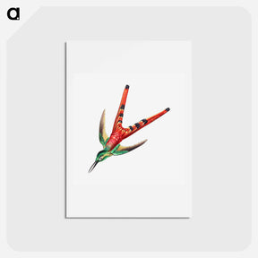 アートポストカード-Colorful vintage hummingbird illustration - エルンスト ヘッケル Postcard.