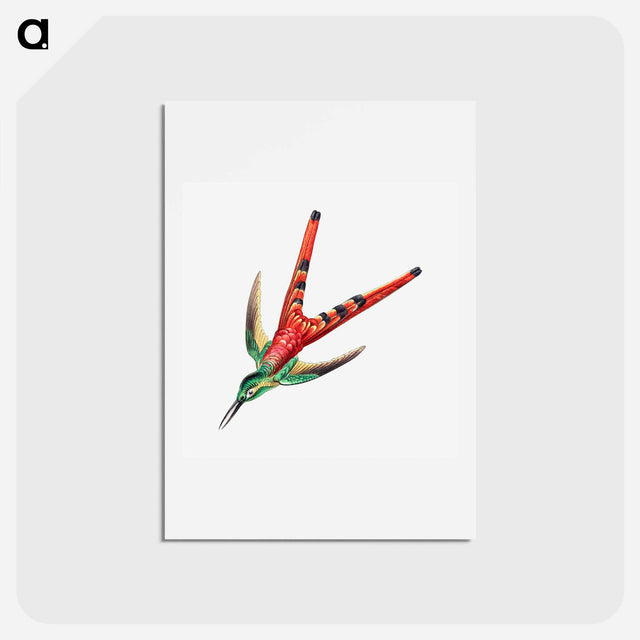 アートポストカード-Colorful vintage hummingbird illustration - エルンスト ヘッケル Postcard.