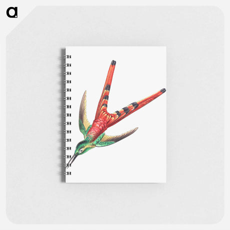 アートメモ帳-Colorful vintage hummingbird illustration - エルンスト ヘッケル Memo.