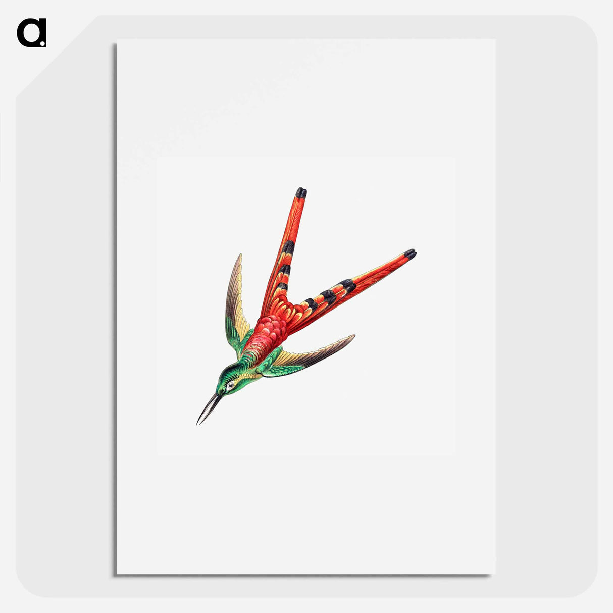 Colorful vintage hummingbird illustration - エルンスト ヘッケル Poster.