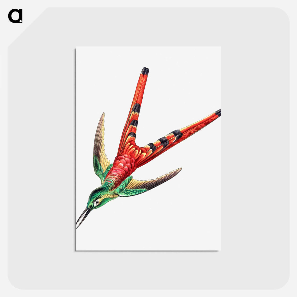 アートポストカード-Colorful vintage hummingbird illustration - エルンスト ヘッケル Postcard.