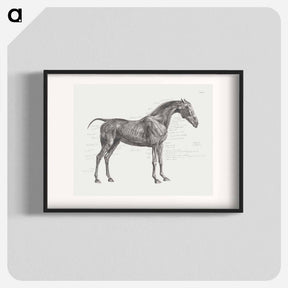 アートポスター-The Anatomy of the Horse
 - ジョージ スタッブス Poster.