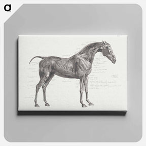 アートパネル-The Anatomy of the Horse
 - ジョージ スタッブス Canvas.