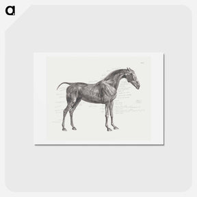 アートポストカード-The Anatomy of the Horse
 - ジョージ スタッブス Postcard.