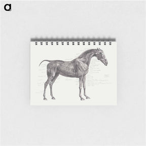 アートメモ帳-The Anatomy of the Horse
 - ジョージ スタッブス Memo.