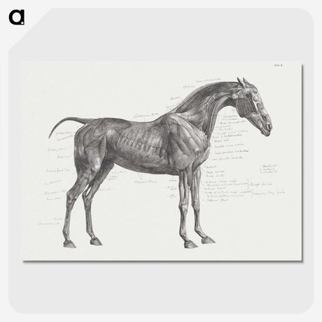 2-9_George-Stubbs_picture-crop