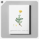 2-9_Histoire-des-Plantes-Grasses_canvas