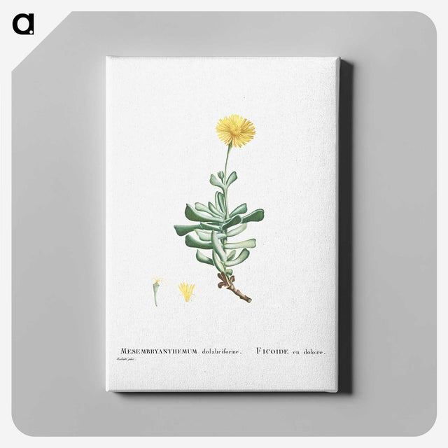 2-9_Histoire-des-Plantes-Grasses_canvas