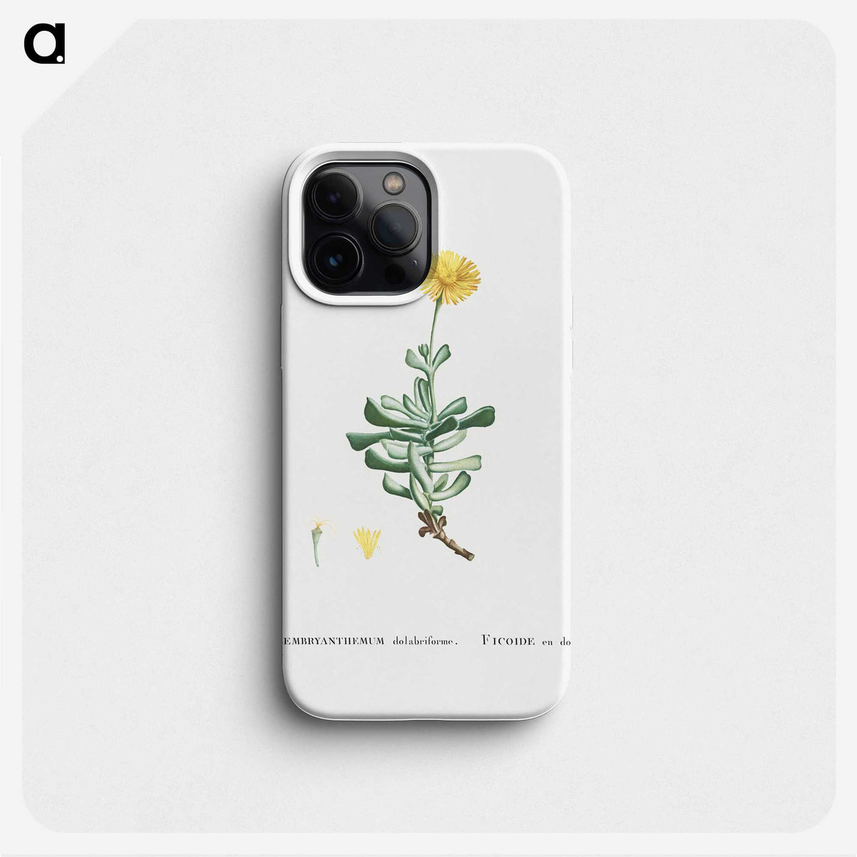 2-9_Histoire-des-Plantes-Grasses_phone