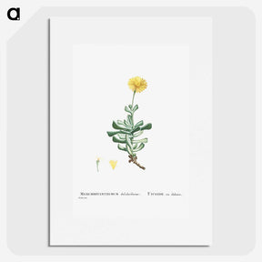 2-9_Histoire-des-Plantes-Grasses_picture