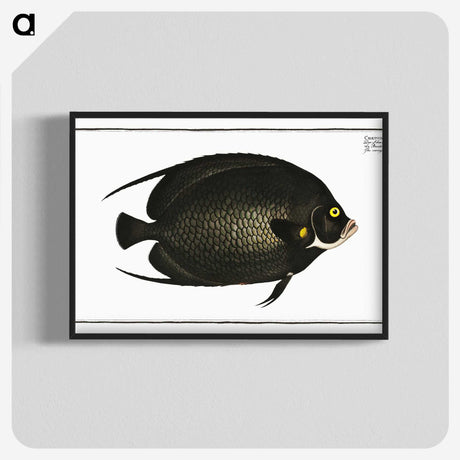 2-9_Ichtyologie-ou-Histoire-naturelle_blk-crop