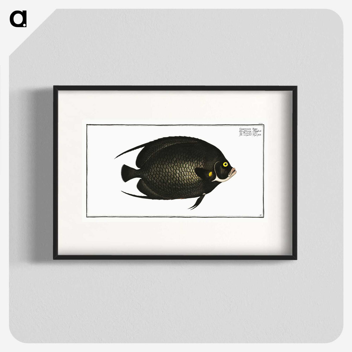 2-9_Ichtyologie-ou-Histoire-naturelle_blk