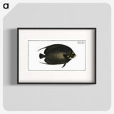 2-9_Ichtyologie-ou-Histoire-naturelle_blk