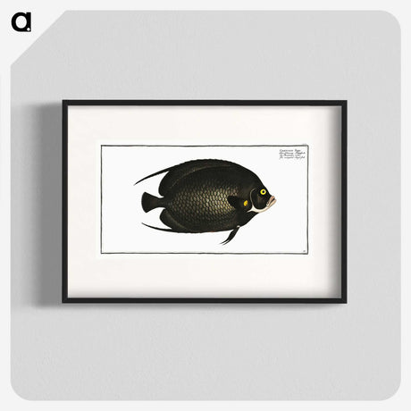 2-9_Ichtyologie-ou-Histoire-naturelle_blk