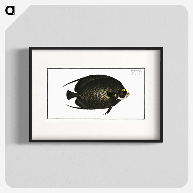 2-9_Ichtyologie-ou-Histoire-naturelle_blk