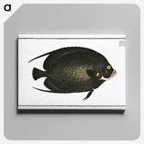 2-9_Ichtyologie-ou-Histoire-naturelle_canvas