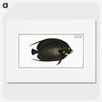2-9_Ichtyologie-ou-Histoire-naturelle_picture