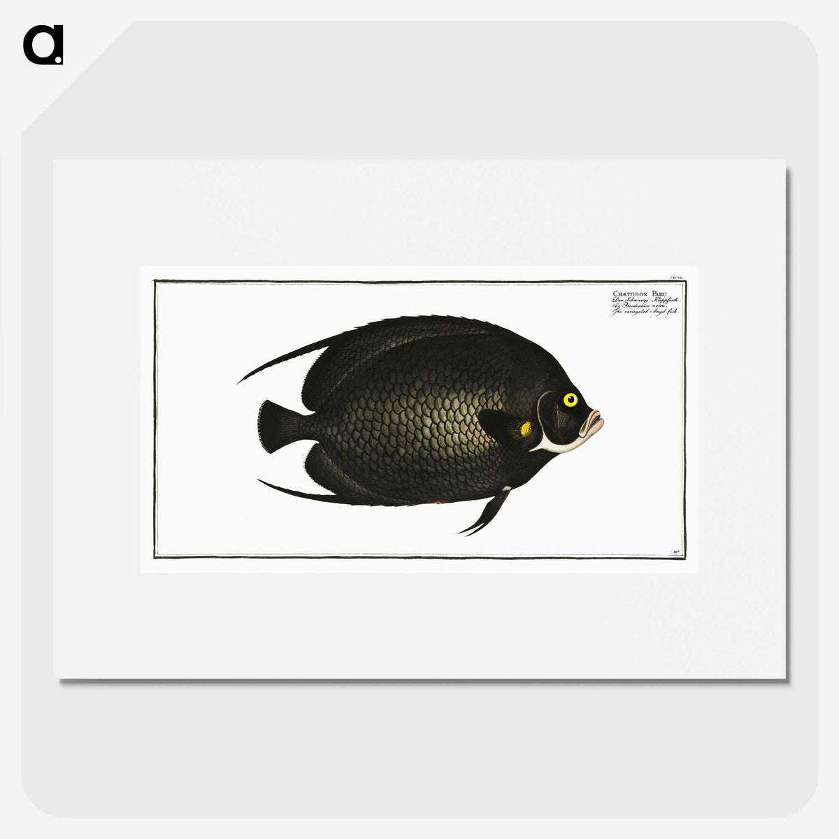 2-9_Ichtyologie-ou-Histoire-naturelle_picture