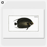 2-9_Ichtyologie-ou-Histoire-naturelle_picture