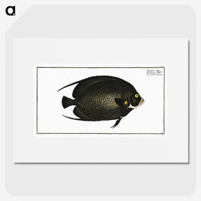 2-9_Ichtyologie-ou-Histoire-naturelle_picture