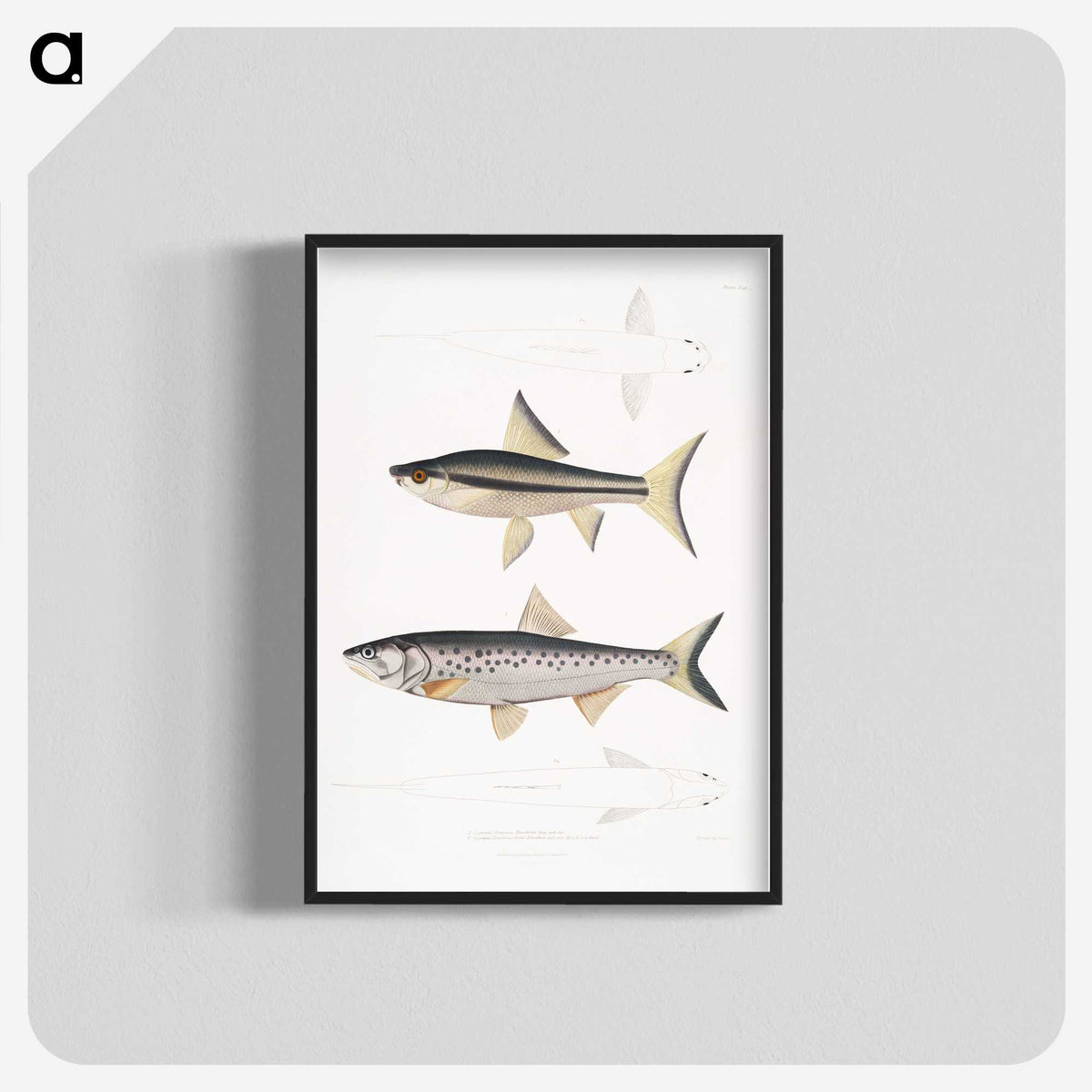 2-9_Indian-Zoology_blk-crop