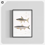 2-9_Indian-Zoology_blk-crop