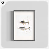 2-9_Indian-Zoology_blk