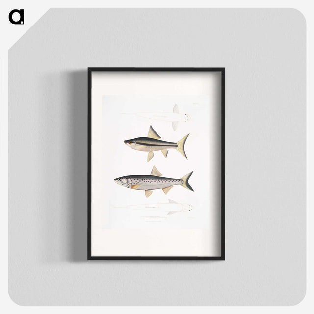 2-9_Indian-Zoology_blk