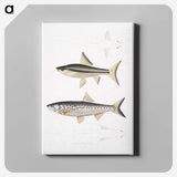 2-9_Indian-Zoology_canvas
