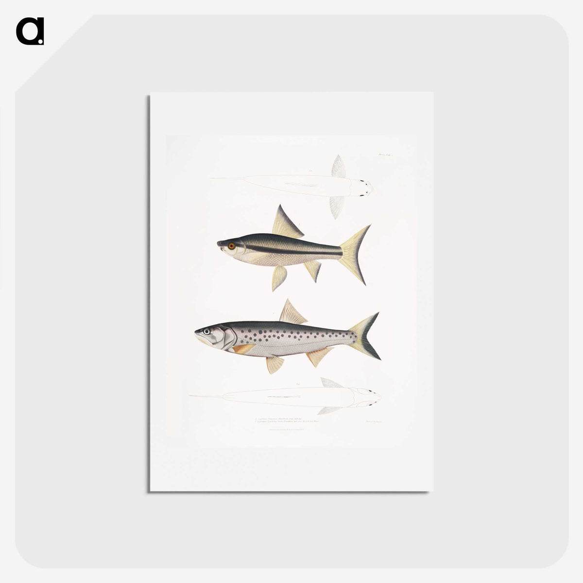 2-9_Indian-Zoology_hagaki
