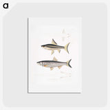 2-9_Indian-Zoology_hagaki