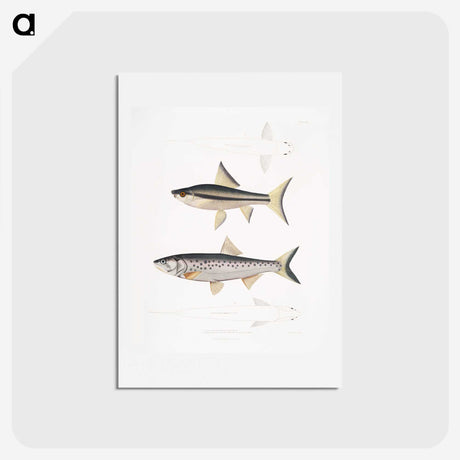 2-9_Indian-Zoology_hagaki