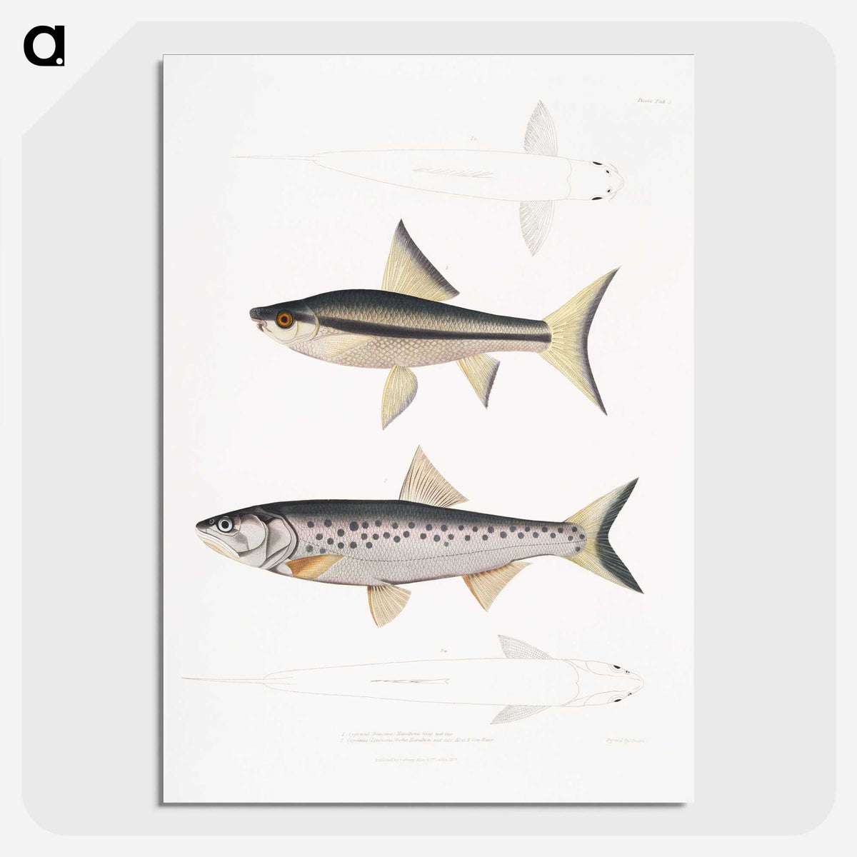 2-9_Indian-Zoology_picture-crop