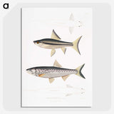 2-9_Indian-Zoology_picture-crop