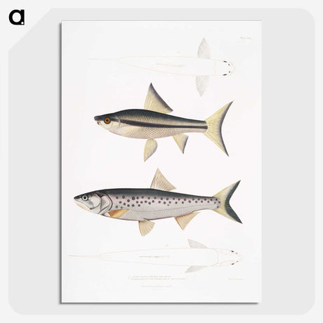 2-9_Indian-Zoology_picture-crop