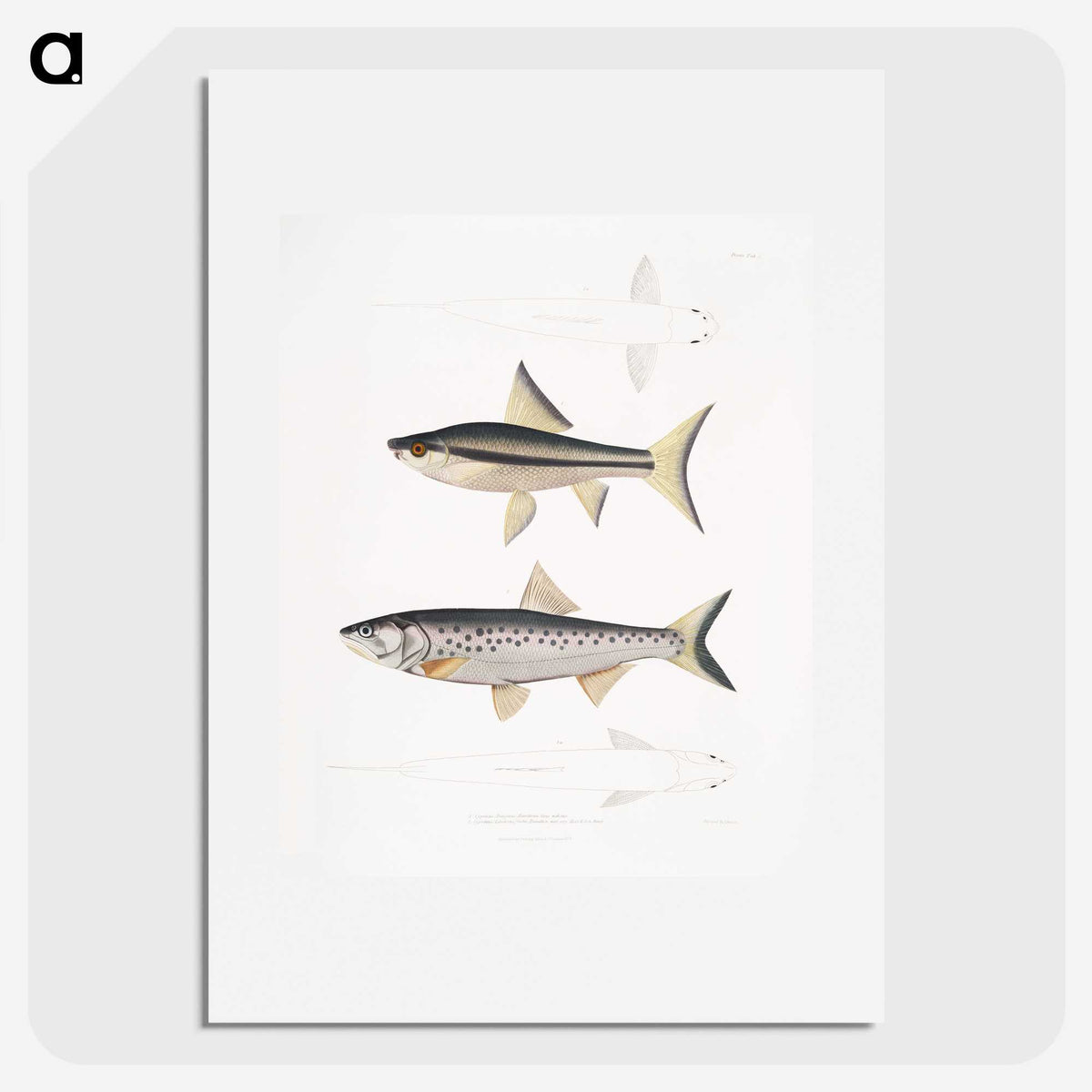 2-9_Indian-Zoology_picture