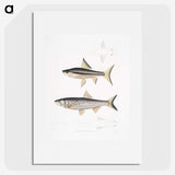 2-9_Indian-Zoology_picture