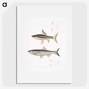 2-9_Indian-Zoology_picture