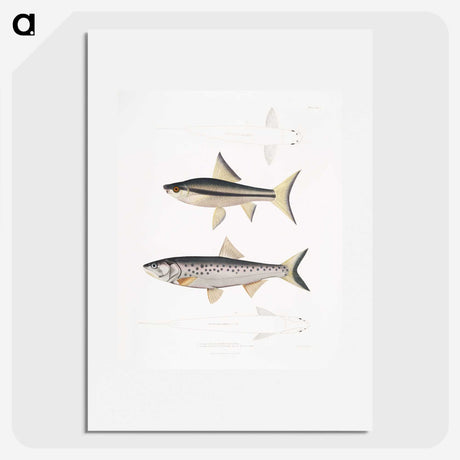 2-9_Indian-Zoology_picture