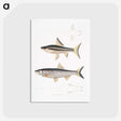 2-9_Indian-Zoology_postcard