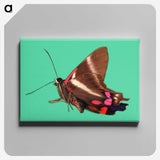 2-9_Insects-Unlocked-Project_canvas