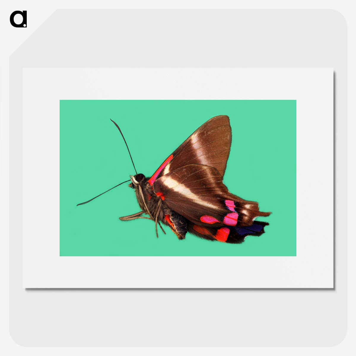 2-9_Insects-Unlocked-Project_picture